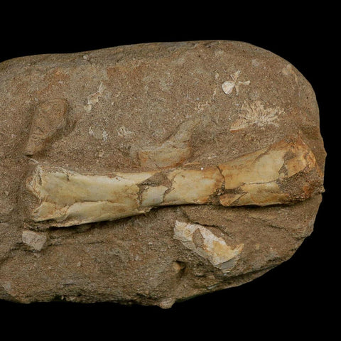 4.4" Pterosaur Tethydraco Regalis Fossil Bone Upper Cretaceous Morocco Stand COA - Fossil Age Minerals