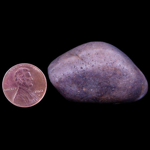 1.7" Sauropod Dinosaur Stomach Stone Gastrolith Rock Gizzard Stone COA - Fossil Age Minerals