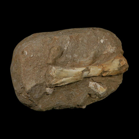 4.4" Pterosaur Tethydraco Regalis Fossil Bone Upper Cretaceous Morocco Stand COA - Fossil Age Minerals