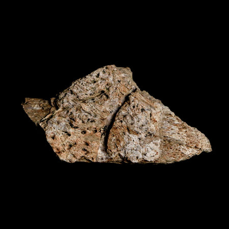 2.3" Triceratops Fossil Frill Blood Groves Lance Creek FM Cretaceous Dinosaur WY COA