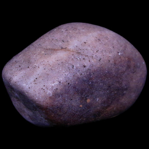 1.7" Sauropod Dinosaur Stomach Stone Gastrolith Rock Gizzard Stone COA - Fossil Age Minerals