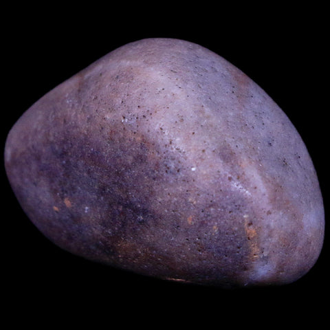 1.7" Sauropod Dinosaur Stomach Stone Gastrolith Rock Gizzard Stone COA - Fossil Age Minerals