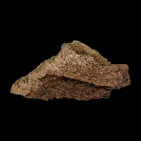 2.3" Triceratops Fossil Frill Blood Groves Lance Creek FM Cretaceous Dinosaur WY COA