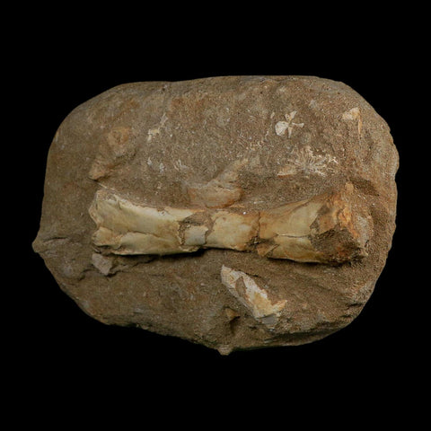 4.4" Pterosaur Tethydraco Regalis Fossil Bone Upper Cretaceous Morocco Stand COA - Fossil Age Minerals