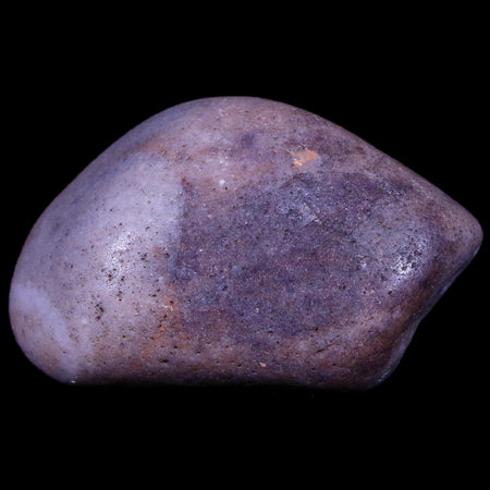 1.7" Sauropod Dinosaur Stomach Stone Gastrolith Rock Gizzard Stone COA