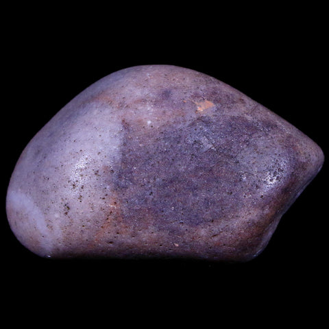 1.7" Sauropod Dinosaur Stomach Stone Gastrolith Rock Gizzard Stone COA - Fossil Age Minerals