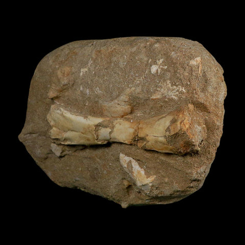 4.4" Pterosaur Tethydraco Regalis Fossil Bone Upper Cretaceous Morocco Stand COA - Fossil Age Minerals