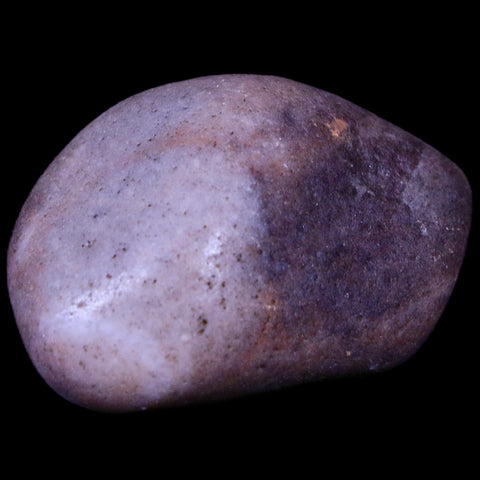 1.7" Sauropod Dinosaur Stomach Stone Gastrolith Rock Gizzard Stone COA - Fossil Age Minerals