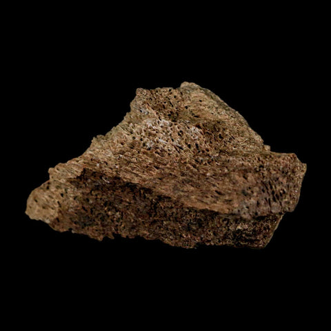 2.3" Triceratops Fossil Frill Blood Groves Lance Creek FM Cretaceous Dinosaur WY COA