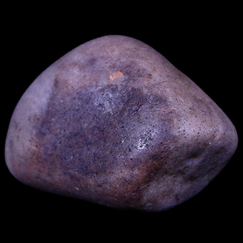 1.7" Sauropod Dinosaur Stomach Stone Gastrolith Rock Gizzard Stone COA - Fossil Age Minerals