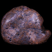 2.2" Sauropod Dinosaur Stomach Stone Gastrolith Rock Gizzard Stone COA