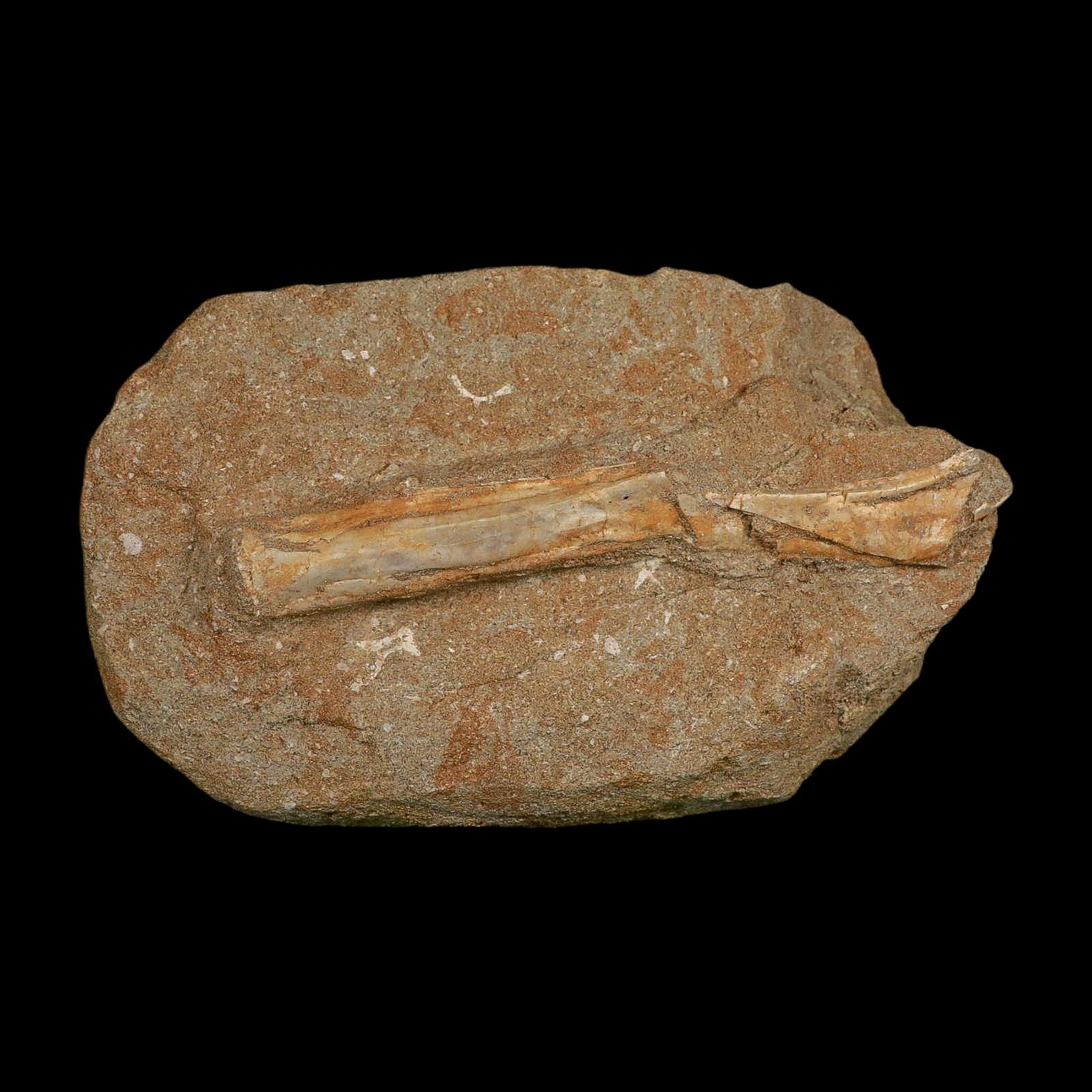 5.3" Pterosaur Tethydraco Regalis Fossil Bone Upper Cretaceous Morocco Stand COA - Fossil Age Minerals
