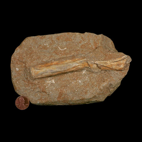 5.3" Pterosaur Tethydraco Regalis Fossil Bone Upper Cretaceous Morocco Stand COA