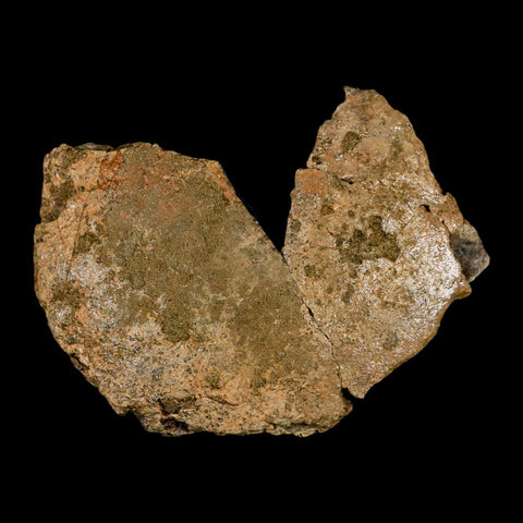 3.8" Pachycephalosaurus Dinosaur Skull Dome Fossil Lance Creek FM Wyoming COA - Fossil Age Minerals