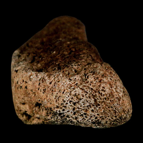 3" Triceratops Fossil Frill Blood Groves Lance Creek FM Cretaceous Dinosaur WY COA