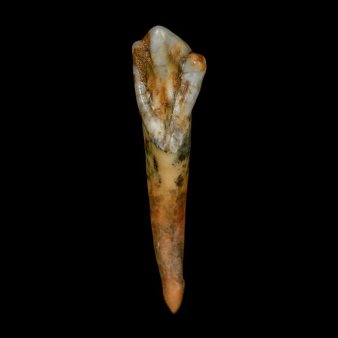 1.6" Extinct Cave Bear Ursus Spelaeus Incisor Tooth Rooted Pleistocene Age COA, Stand