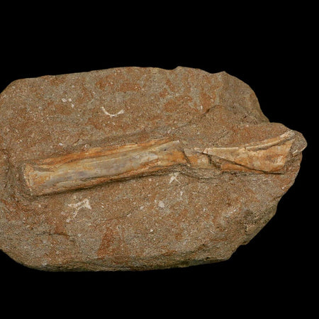 5.3" Pterosaur Tethydraco Regalis Fossil Bone Upper Cretaceous Morocco Stand COA