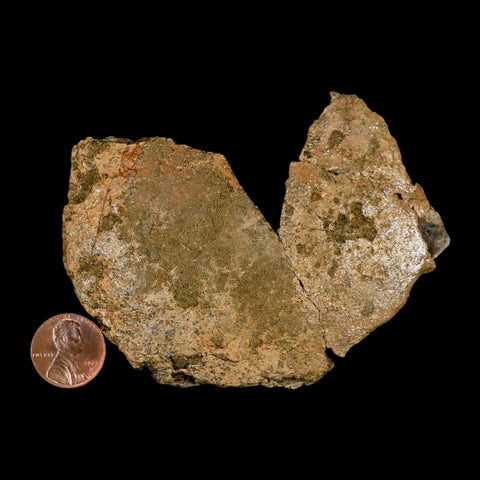 3.8" Pachycephalosaurus Dinosaur Skull Dome Fossil Lance Creek FM Wyoming COA - Fossil Age Minerals