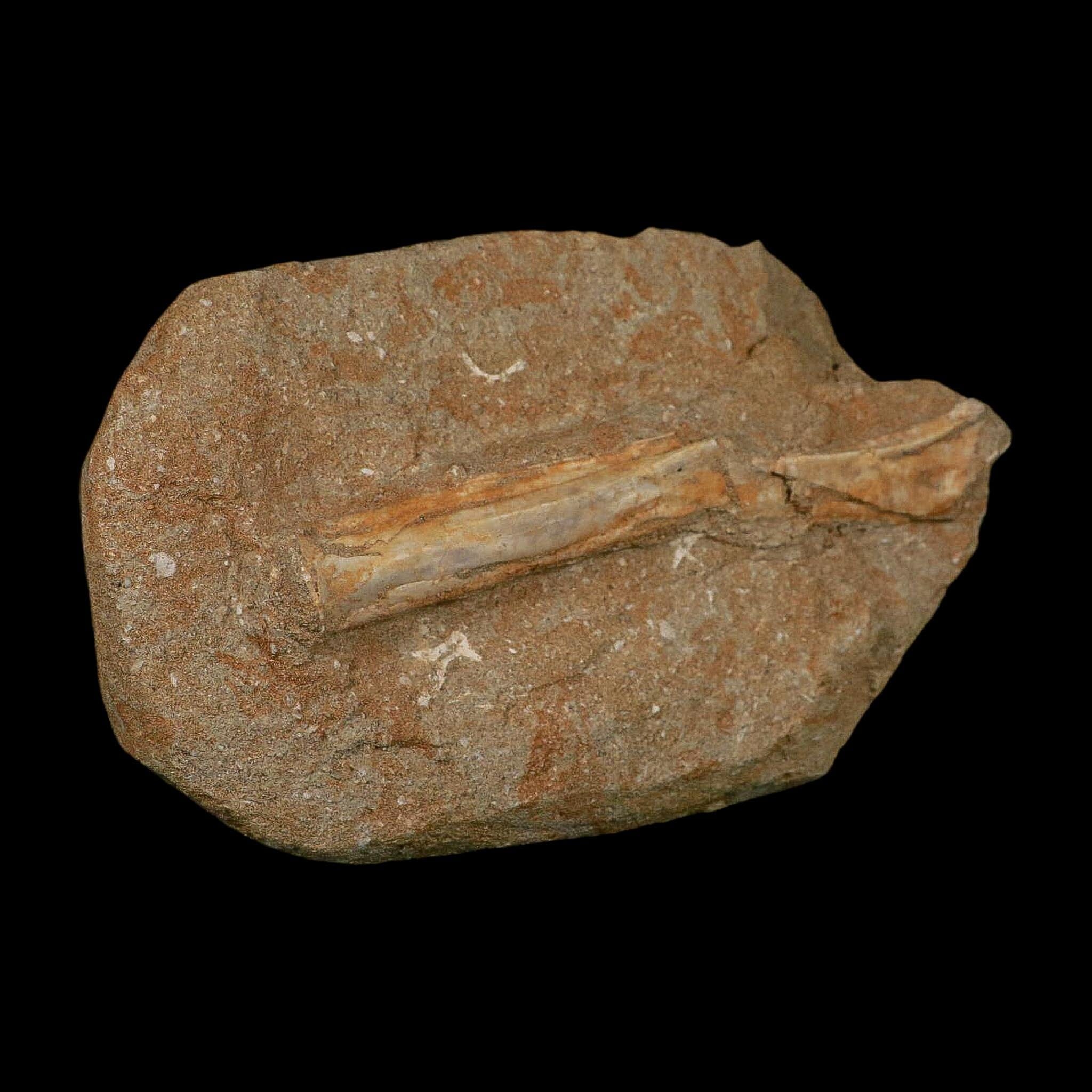 5.3" Pterosaur Tethydraco Regalis Fossil Bone Upper Cretaceous Morocco Stand COA - Fossil Age Minerals