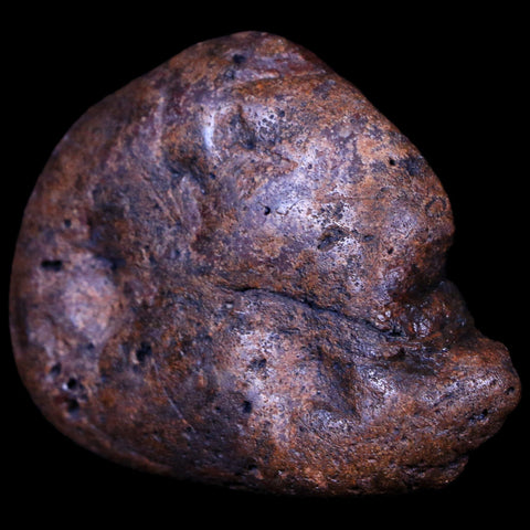 2.2" Sauropod Dinosaur Stomach Stone Gastrolith Rock Gizzard Stone COA - Fossil Age Minerals