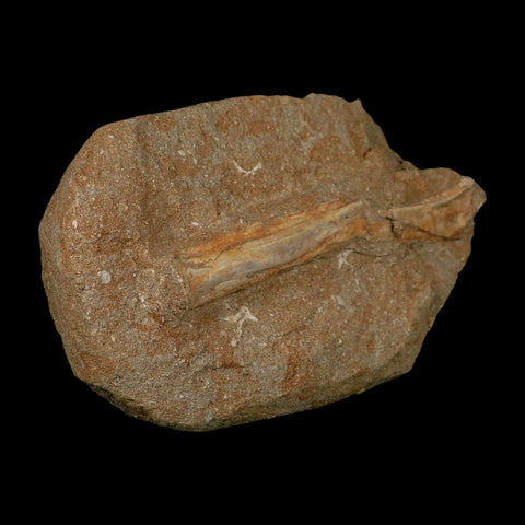 5.3" Pterosaur Tethydraco Regalis Fossil Bone Upper Cretaceous Morocco Stand COA