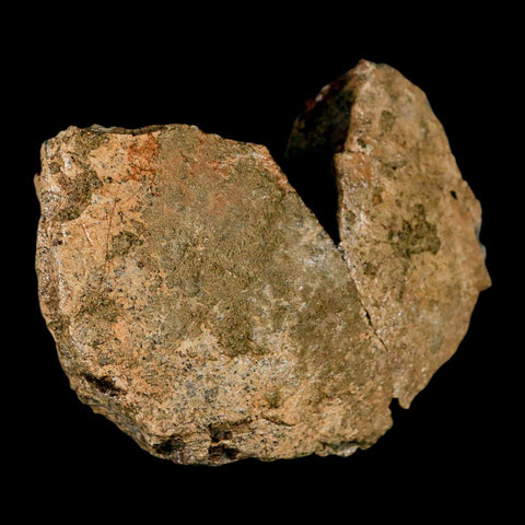 3.8" Pachycephalosaurus Dinosaur Skull Dome Fossil Lance Creek FM Wyoming COA - Fossil Age Minerals