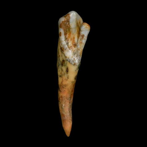 1.6" Extinct Cave Bear Ursus Spelaeus Incisor Tooth Rooted Pleistocene Age COA, Stand
