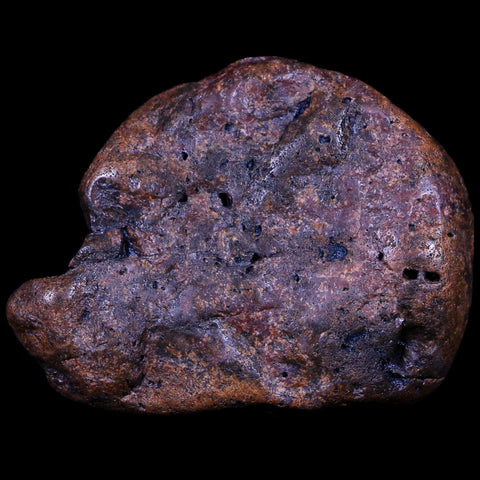 2.2" Sauropod Dinosaur Stomach Stone Gastrolith Rock Gizzard Stone COA - Fossil Age Minerals