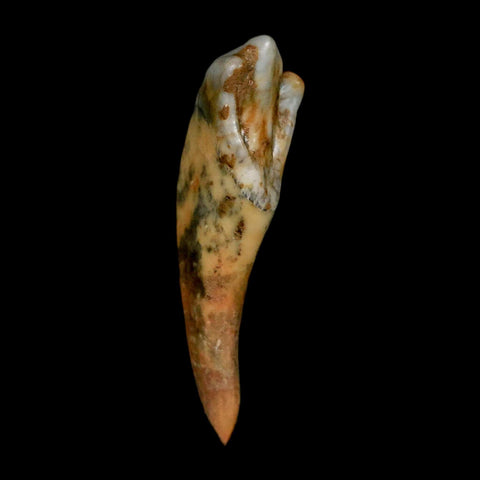 1.6" Extinct Cave Bear Ursus Spelaeus Incisor Tooth Rooted Pleistocene Age COA, Stand