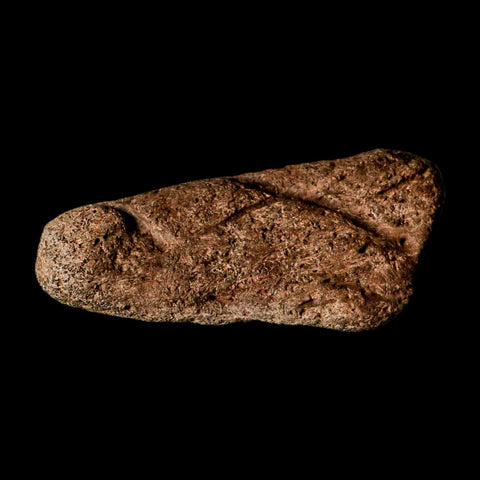 3" Triceratops Fossil Frill Blood Groves Lance Creek FM Cretaceous Dinosaur WY COA