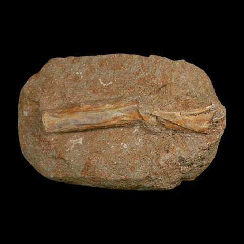 5.3" Pterosaur Tethydraco Regalis Fossil Bone Upper Cretaceous Morocco Stand COA