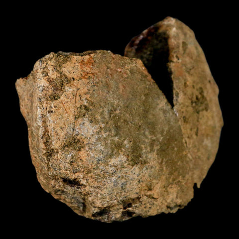 3.8" Pachycephalosaurus Dinosaur Skull Dome Fossil Lance Creek FM Wyoming COA - Fossil Age Minerals