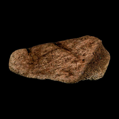 3" Triceratops Fossil Frill Blood Groves Lance Creek FM Cretaceous Dinosaur WY COA