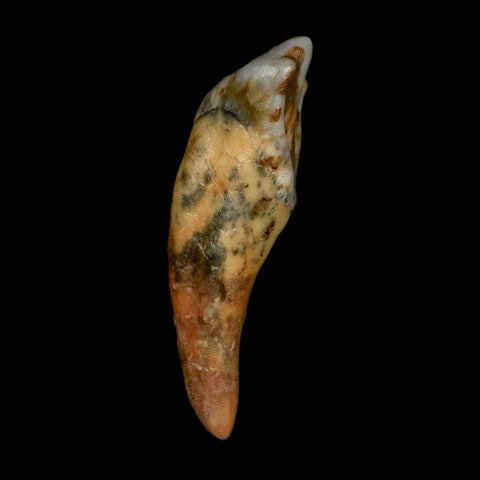 1.6" Extinct Cave Bear Ursus Spelaeus Incisor Tooth Rooted Pleistocene Age COA, Stand