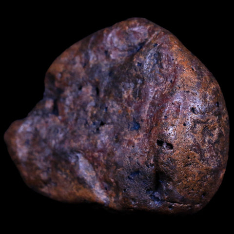 2.2" Sauropod Dinosaur Stomach Stone Gastrolith Rock Gizzard Stone COA - Fossil Age Minerals