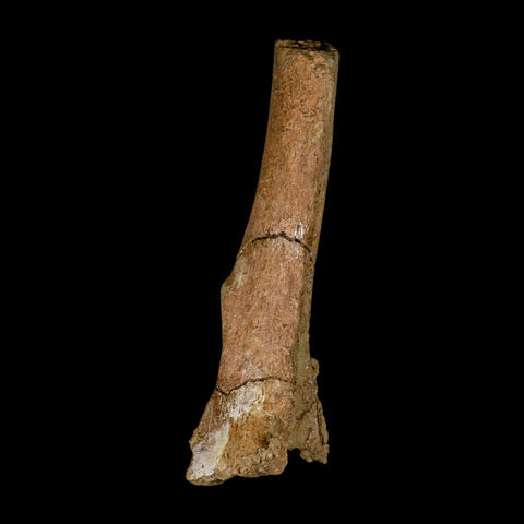 6.3" Edmontosaurus Fossil Vertebra Process Bone Lance Creek Cretaceous Dinosaur WY - Fossil Age Minerals