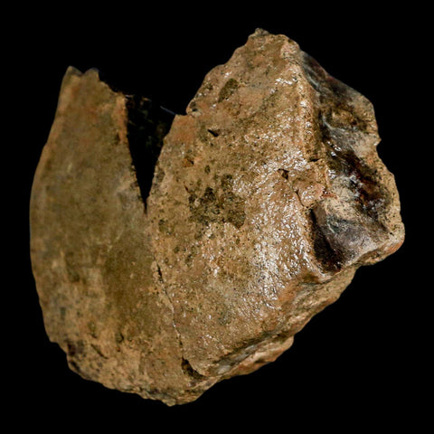 3.8" Pachycephalosaurus Dinosaur Skull Dome Fossil Lance Creek FM Wyoming COA - Fossil Age Minerals
