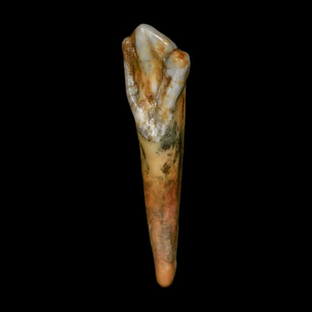 1.6" Extinct Cave Bear Ursus Spelaeus Incisor Tooth Rooted Pleistocene Age COA, Stand