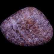 1.9" Sauropod Dinosaur Stomach Stone Gastrolith Rock Gizzard Stone COA
