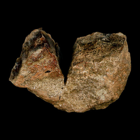 3.8" Pachycephalosaurus Dinosaur Skull Dome Fossil Lance Creek FM Wyoming COA - Fossil Age Minerals