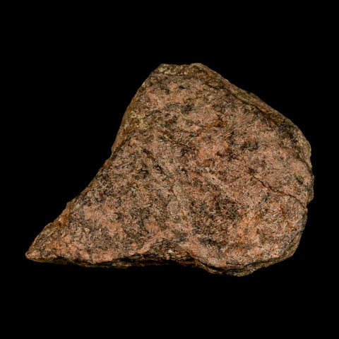 2.3" Triceratops Fossil Frill Blood Groves Lance Creek FM Cretaceous Dinosaur WY COA