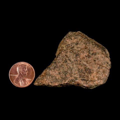 2.3" Triceratops Fossil Frill Blood Groves Lance Creek FM Cretaceous Dinosaur WY COA