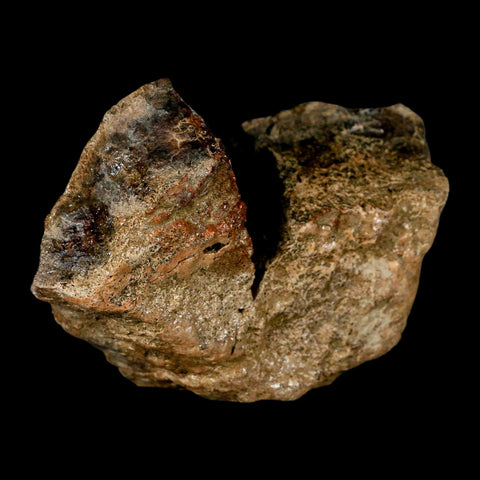 3.8" Pachycephalosaurus Dinosaur Skull Dome Fossil Lance Creek FM Wyoming COA - Fossil Age Minerals
