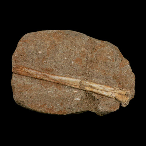 5.4" Pterosaur Tethydraco Regalis Fossil Bone Upper Cretaceous Morocco Stand COA - Fossil Age Minerals