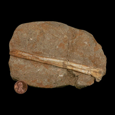 5.4" Pterosaur Tethydraco Regalis Fossil Bone Upper Cretaceous Morocco Stand COA - Fossil Age Minerals