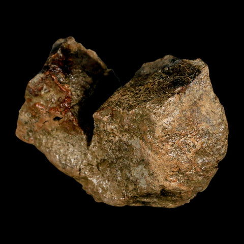 3.8" Pachycephalosaurus Dinosaur Skull Dome Fossil Lance Creek FM Wyoming COA - Fossil Age Minerals