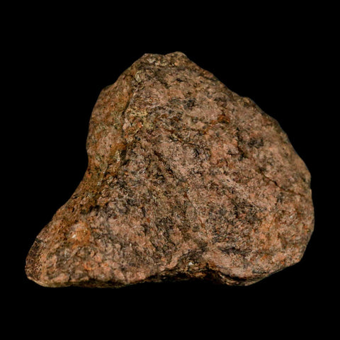 2.3" Triceratops Fossil Frill Blood Groves Lance Creek FM Cretaceous Dinosaur WY COA