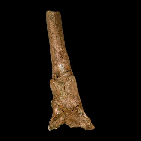 6.3" Edmontosaurus Fossil Vertebra Process Bone Lance Creek Cretaceous Dinosaur WY