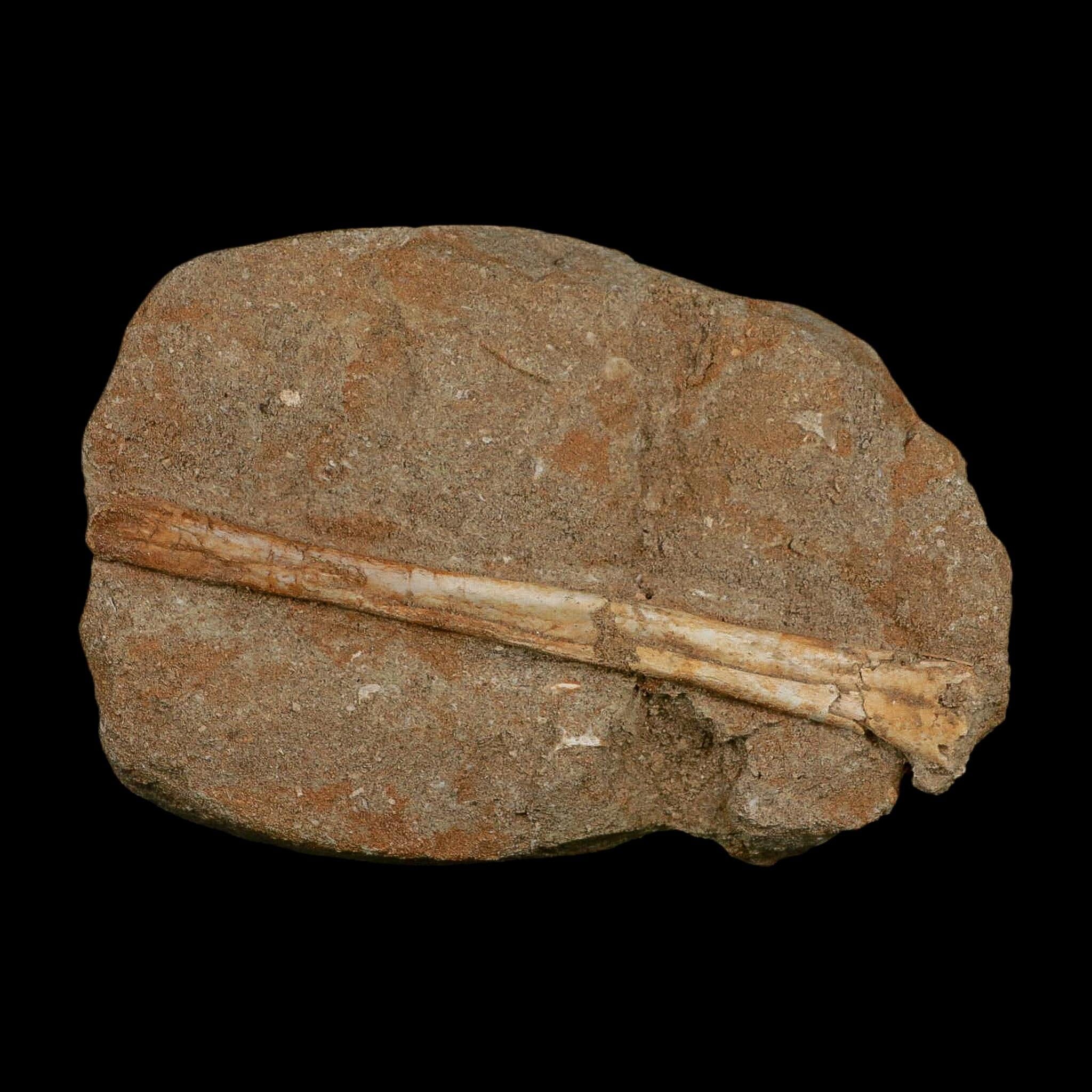 5.4" Pterosaur Tethydraco Regalis Fossil Bone Upper Cretaceous Morocco Stand COA - Fossil Age Minerals