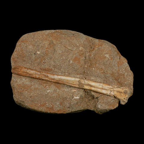 5.4" Pterosaur Tethydraco Regalis Fossil Bone Upper Cretaceous Morocco Stand COA - Fossil Age Minerals